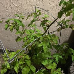 Raspberry Plant Bush With Berries