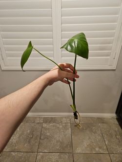 Monstera Deliciosa Rooted Cutting