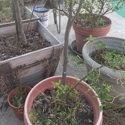 Tangerine Tree