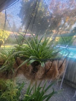 Spider Plant