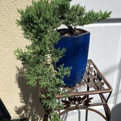 Bonsai Cascade Style $65