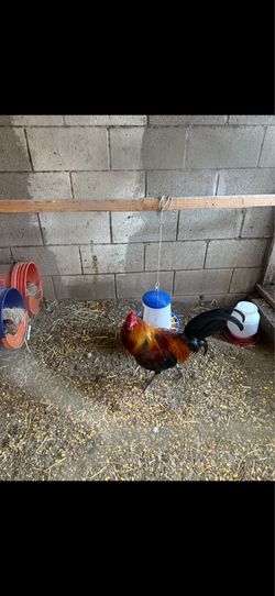 roster cages