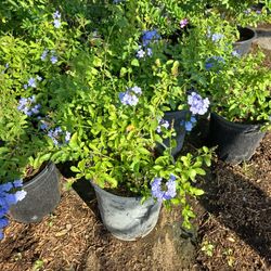 5 Gallon Plants For Sale.