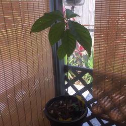 Avocado Plant