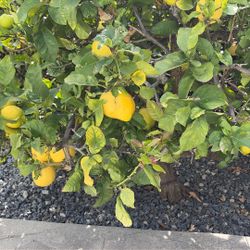 Fresh Off The Tree LEMONS