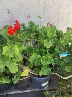 Geraniums purple and red plants