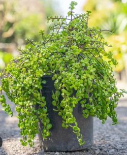 Edible & Ornamental Elephant Food Plants