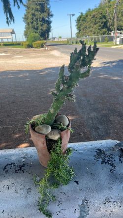 Cactus y chisme