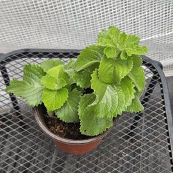 Oregano Plants Mexican Mint Live Plants 