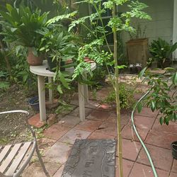 Morning Plants 4' Tall Healthy For You Garden Come And Get It