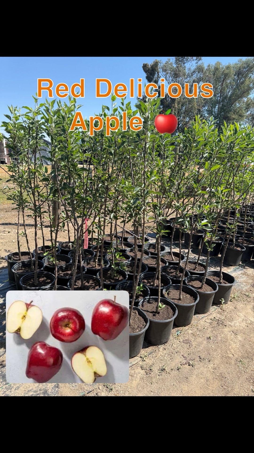 Red delicious Apple Tree 