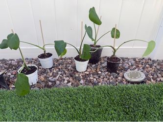 Small Monstera price for each