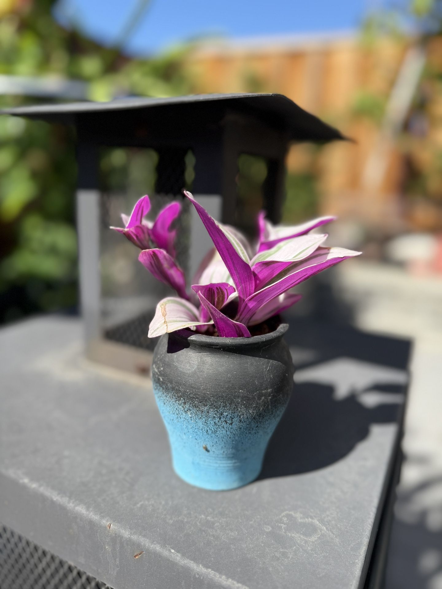 Plant In Pot 