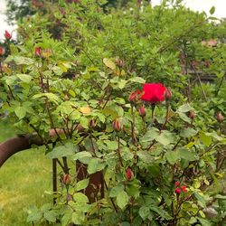 Roses - hot pink, healthy. $10 for one, $15 for both.