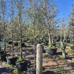 Live oak trees, 10 foot tall. Delivered anywhere in florida
