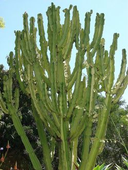 candelabra euphorbia