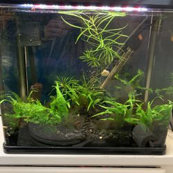 20 Gallon Planted Aquarium Fish Tank Setup With Breeding Pair Of A.cacatuoides