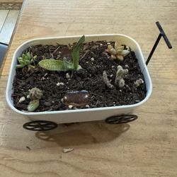 Small Succulent / Cactus Wagon