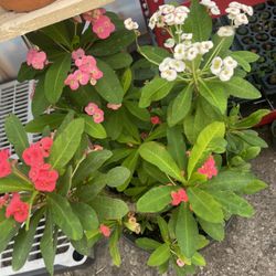 Crown Thorns Plants 🪴 Red Pink White Yellow 