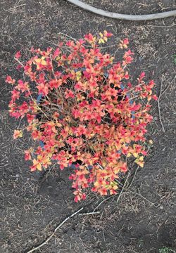 Plants 🌱 🌸🌿🦋🐛🐝