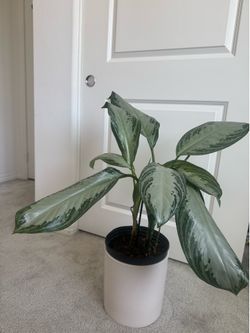 Plant 8in