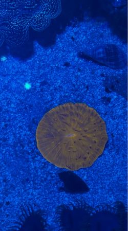 Fake coral decor