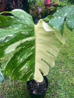 MONSTERA THIA CONSTELLATION (3 gallon pot with moss pole)  Make a statement with its unique features