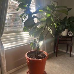Plants for sale