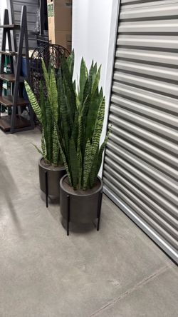 2 53” faux snake plants