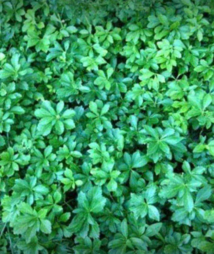 Pachysandra Ground Cover Plants - great for growing under trees (prices in description  section)
