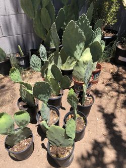 1 Gal Nopales Old Mexico Opuntia gomei