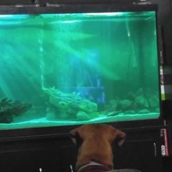 75 Gallon Fish Tank. Stand and Canister Filter.