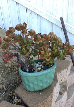 SUCCULENT WITH POT