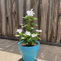 White Vinca Polka Dot Plant 