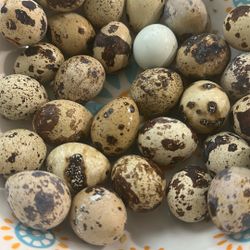 Quail Eggs 