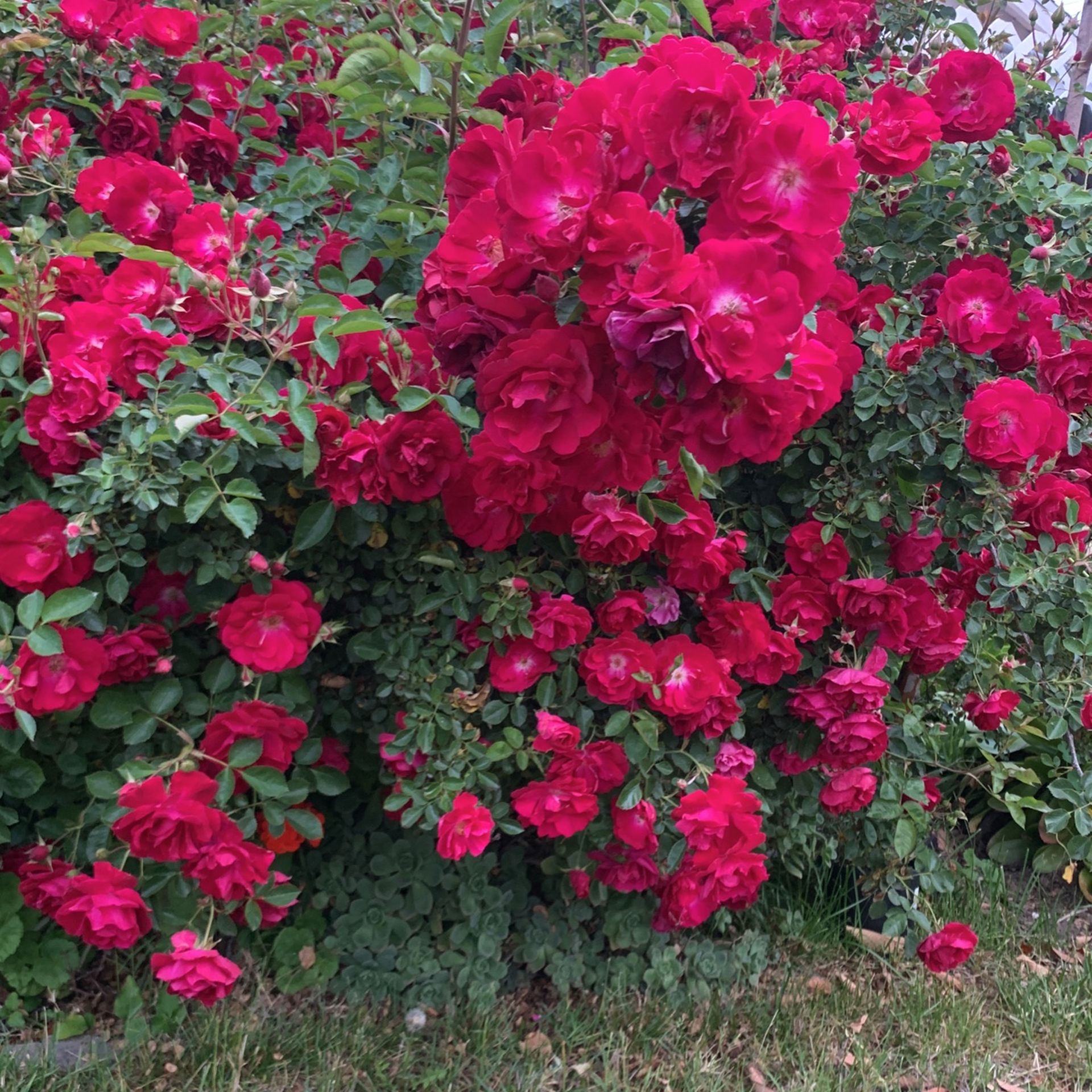 Rose Vine Rooted Potted Liveplant