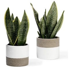 Cement Planter Pots - 5 Inch Indoor Concrete Flowerpot Bonsai Container with Drainage Holes for Small Plants Succulent Cactus(Set of 2, Plant NOT Incl