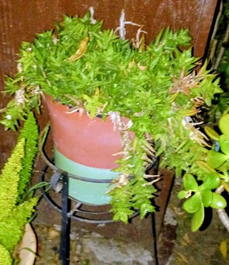 Succulents In A Terracotta Pot