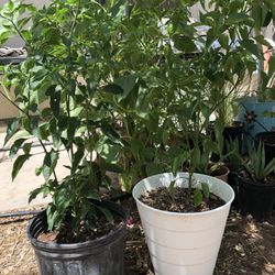 Hot Cayenne Pepper Plant , Hot Chili Pepper Plant