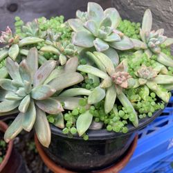 Succulents In the Pot.