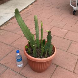 Beautiful orchids Succuelnts Dragonfruit Cactus In Pot Plants Flowers Garden Yard Home Patio Design Mothers Day