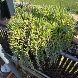 Senecio Radicans (String Of Bananas) 92126