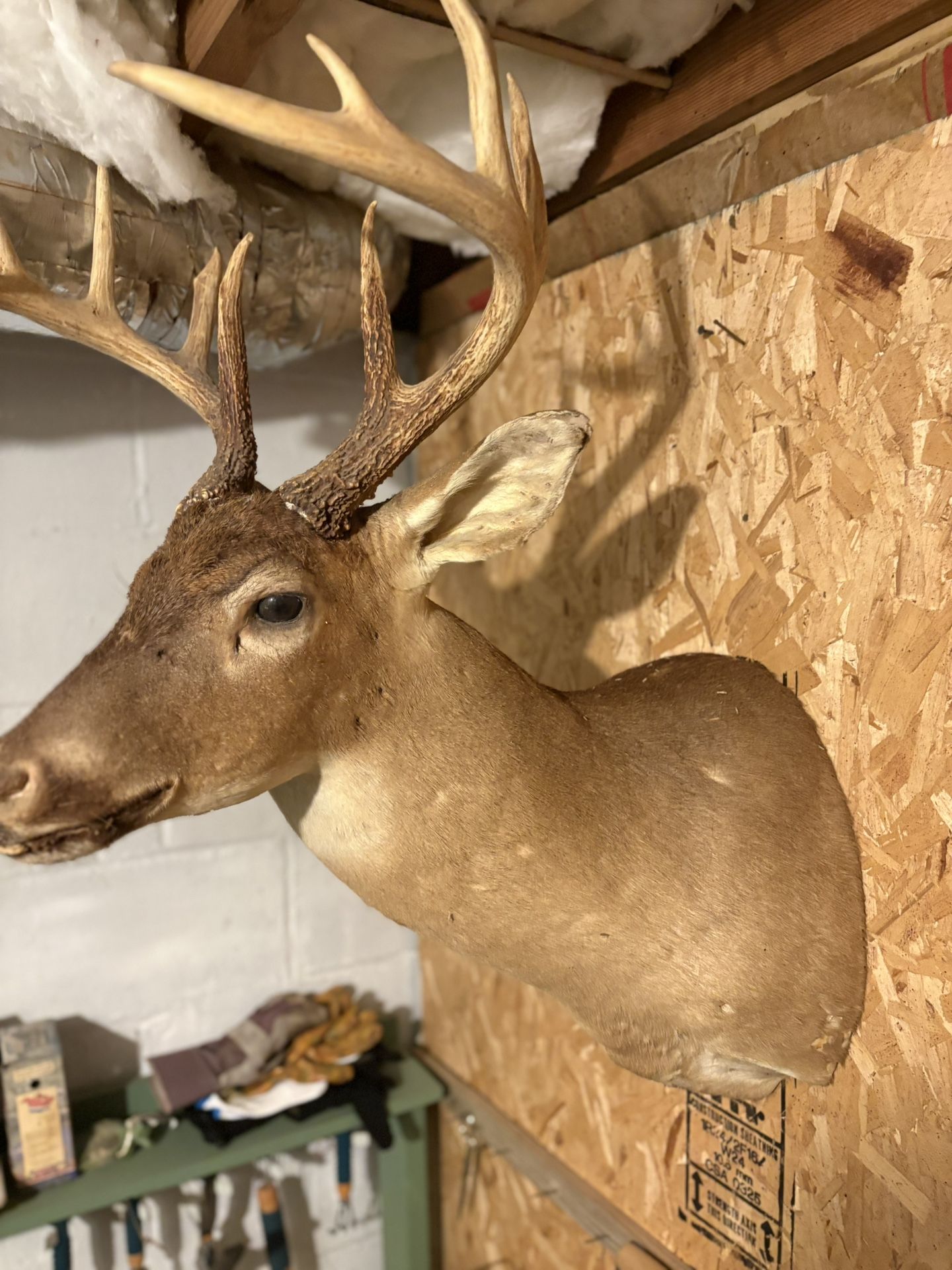 10 Point Deer Mount