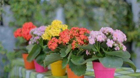 Live Kalanchoe aka Kalanchoe Blossfeldiana plant houseplants fit 4” pot
