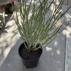 Euphorbia Mauritanica Succulent Plant , $10 Or Trade