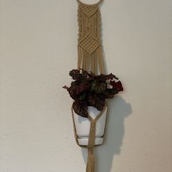 Macrame Hanger With Plant