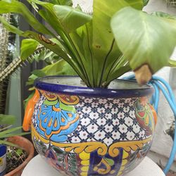 Birds Nest Fern Plant In Talavera Pot