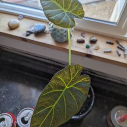 Regal Shield Alocasia