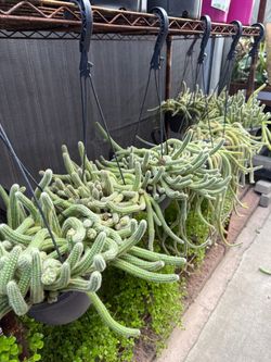 Plants Sale🌵Rat tail cactus $5