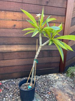 Blooming Bali Whirl Plumeria